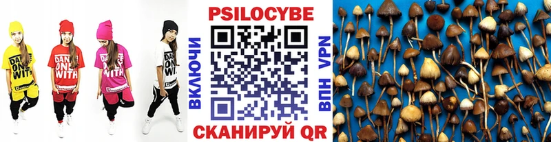 где найти   Сланцы  Галлюциногенные грибы Psilocybe 